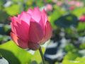 IMG_7965 copy