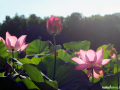 IMG_7973 copy