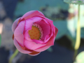 IMG_8133 copy