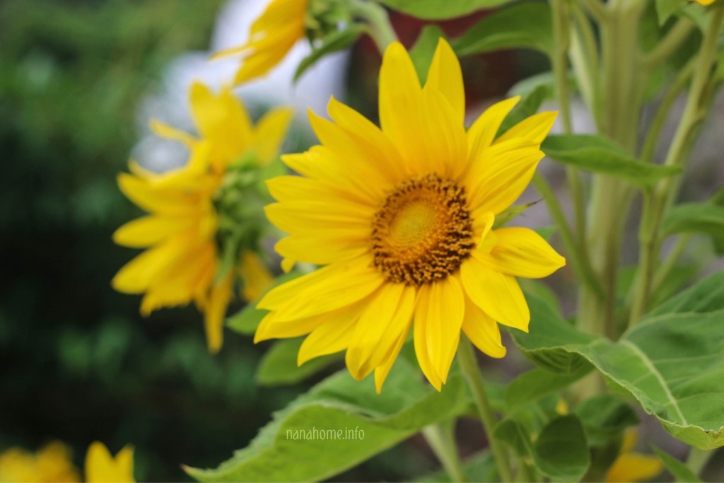 Sunflower, Da Nang